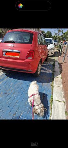 פיאט 500
